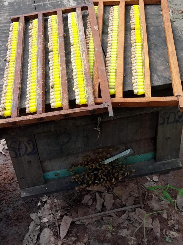 Bán sỉ sữa ong chúa trực tiếp từ trại ong sữa Lâm Đồng 13