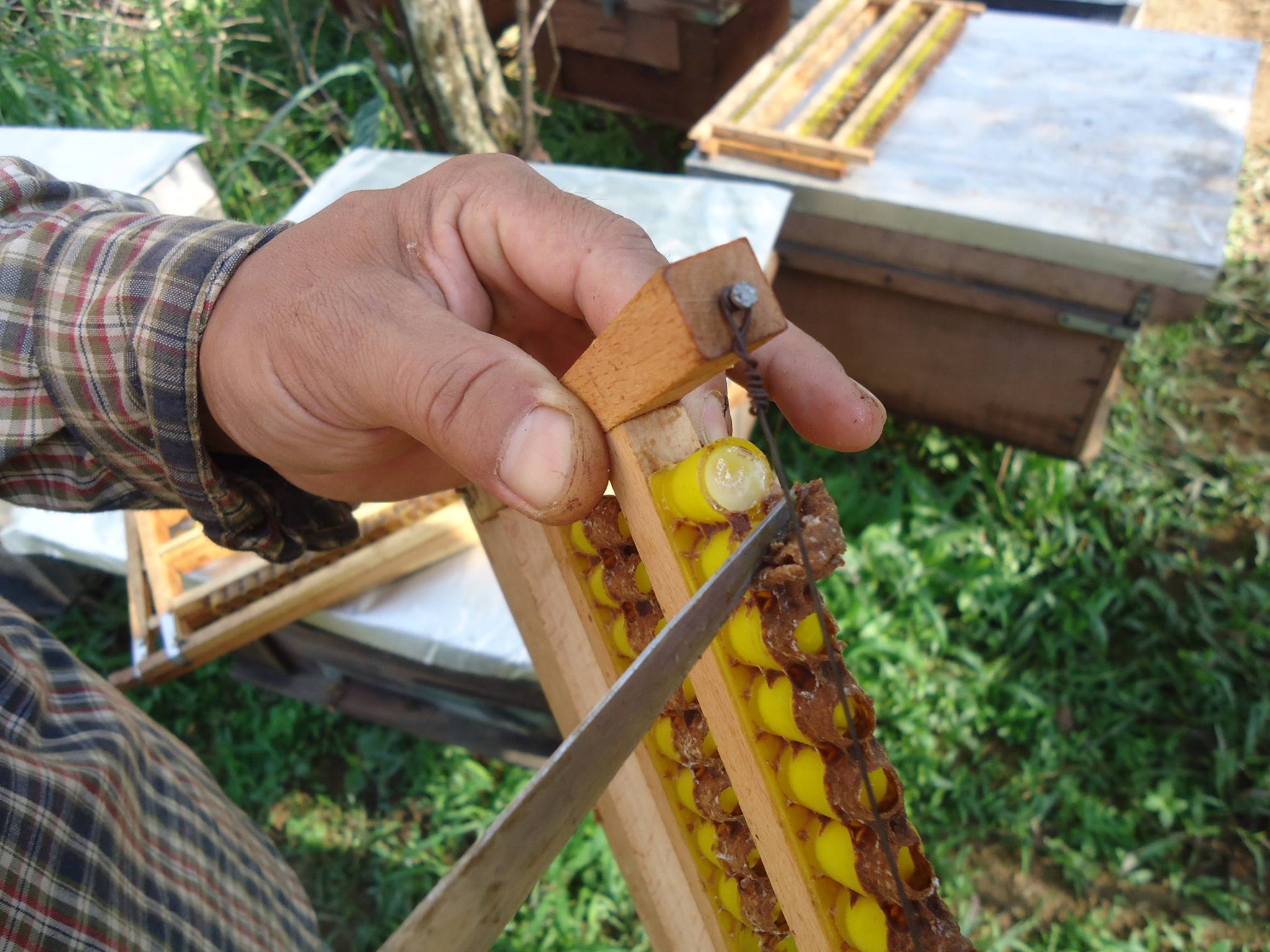 Bán sỉ sữa ong chúa trực tiếp từ trại ong sữa Lâm Đồng 9